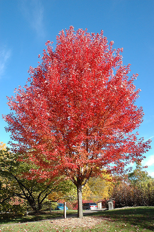 Fall Sale - Trees