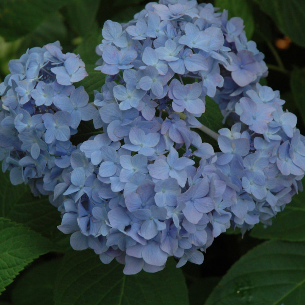Hydrangea Shrubs for Sale in NH, MA & ME | Pro Growers NE – Pro