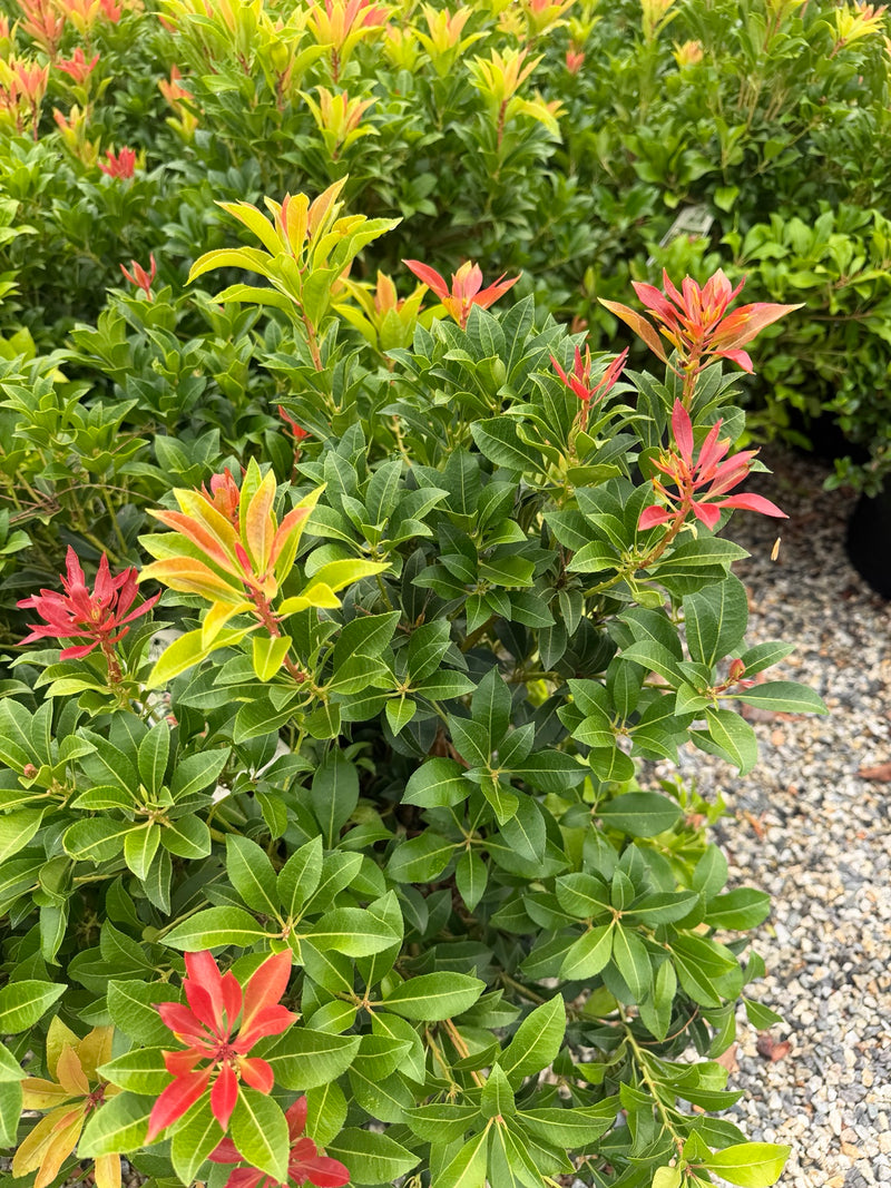 Mountain Fire Japanese Pieris