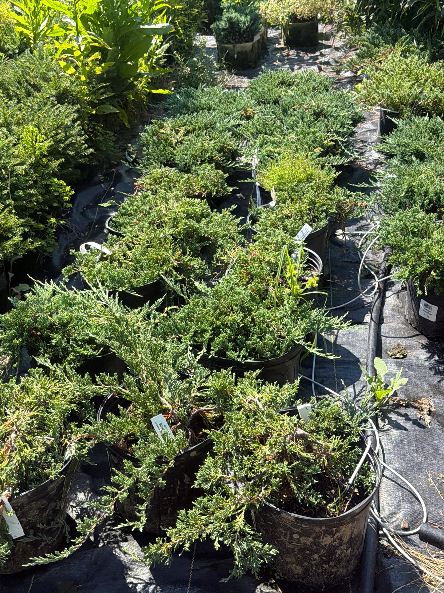Blue Rug Juniper