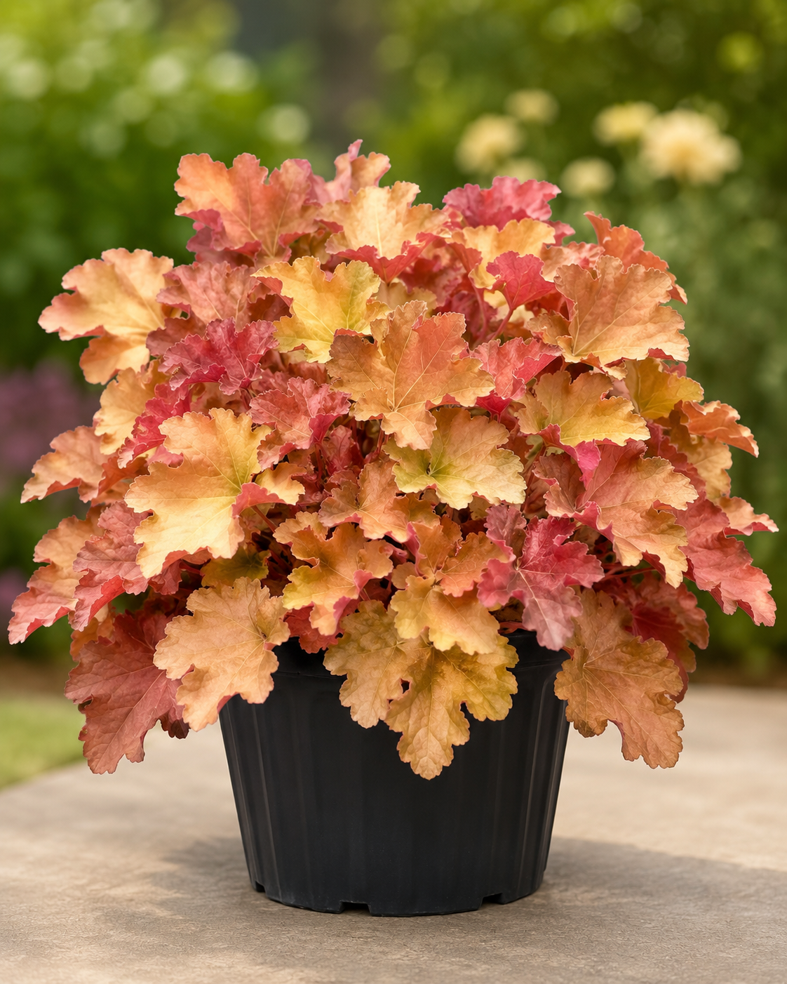 Peach-Flambe-Coral-Bells-(#1)