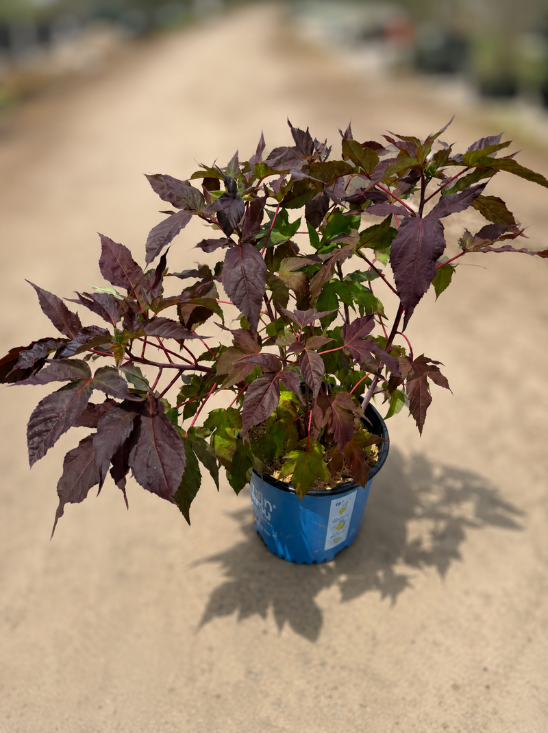 Morello Moonshadow Series Hardy Hibiscus (#3)