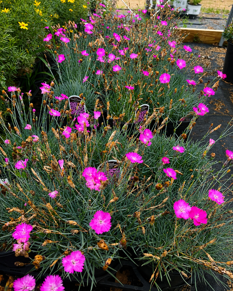 Firewitch Dianthus (#1)