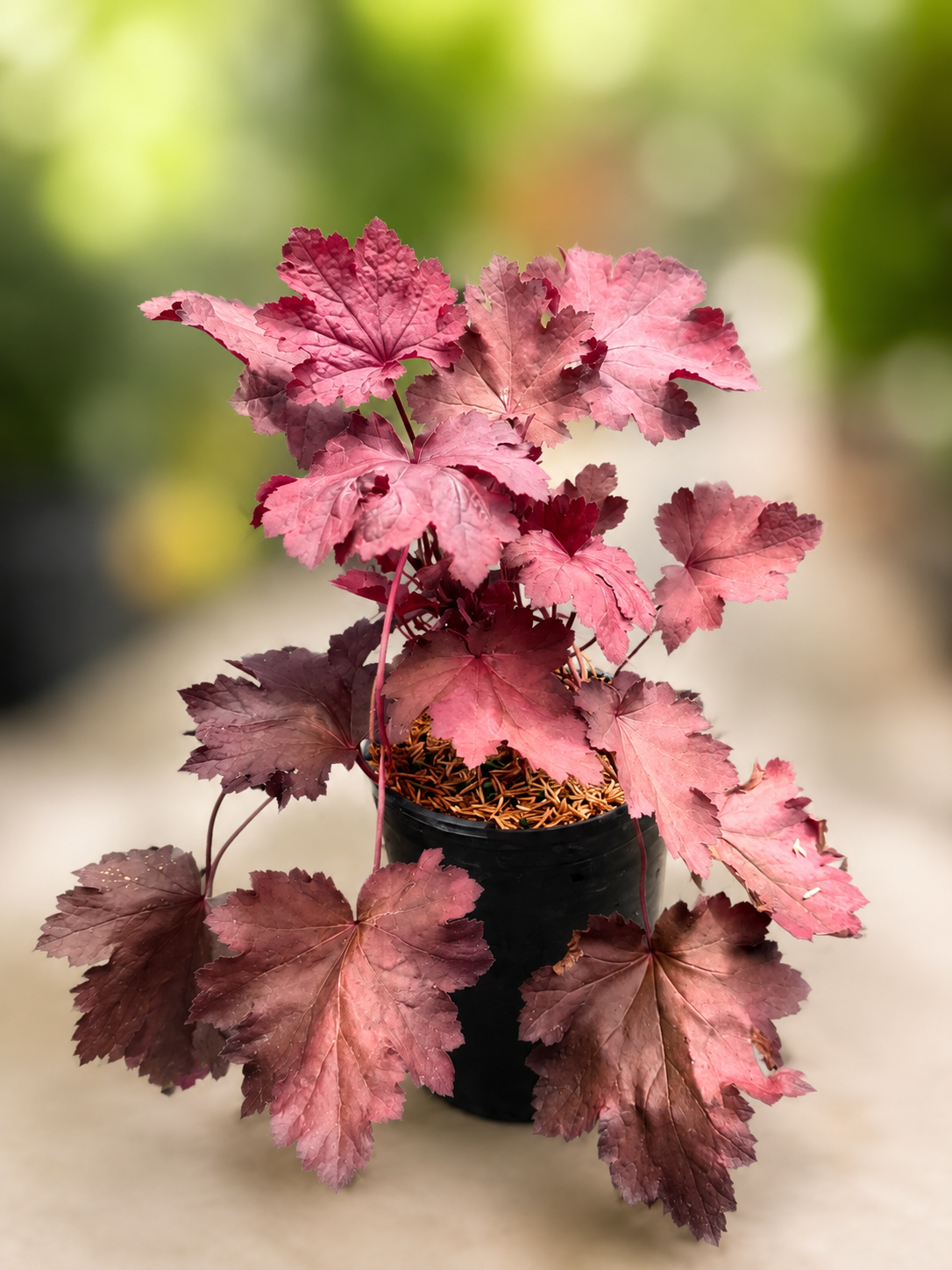Magma-Coral-Bells-(#1)