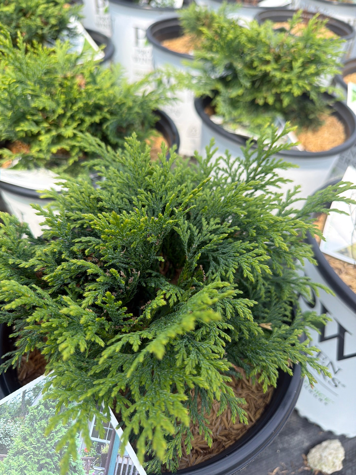 Soft Serve® False Cypress