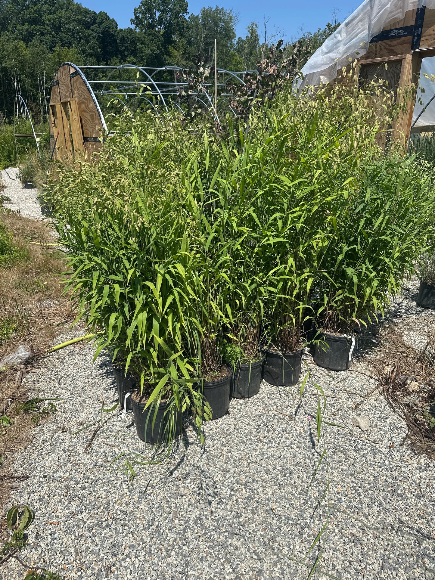Northern Sea Oats