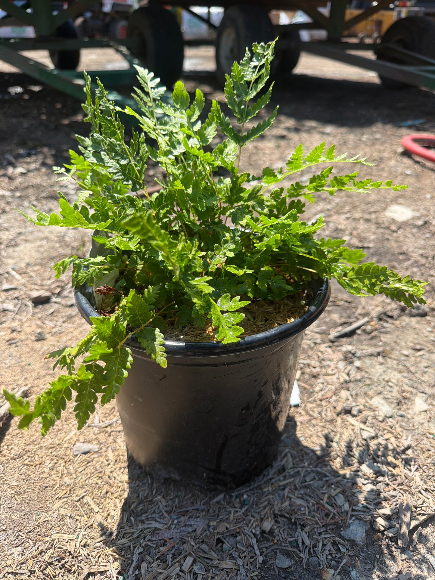 Cinnamon Fern (1 Gallon)
