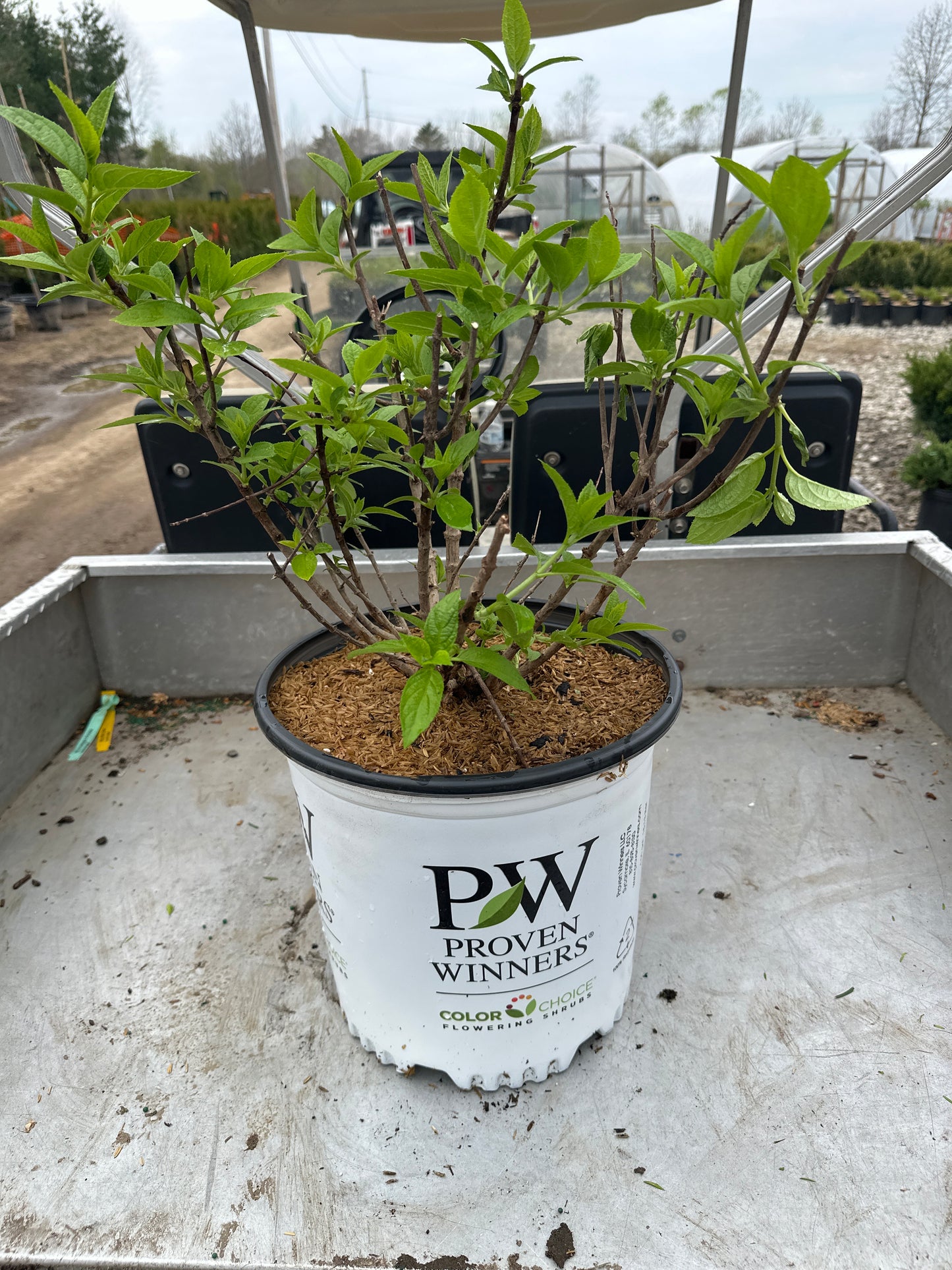 Little Lime Punch® Hydrangea