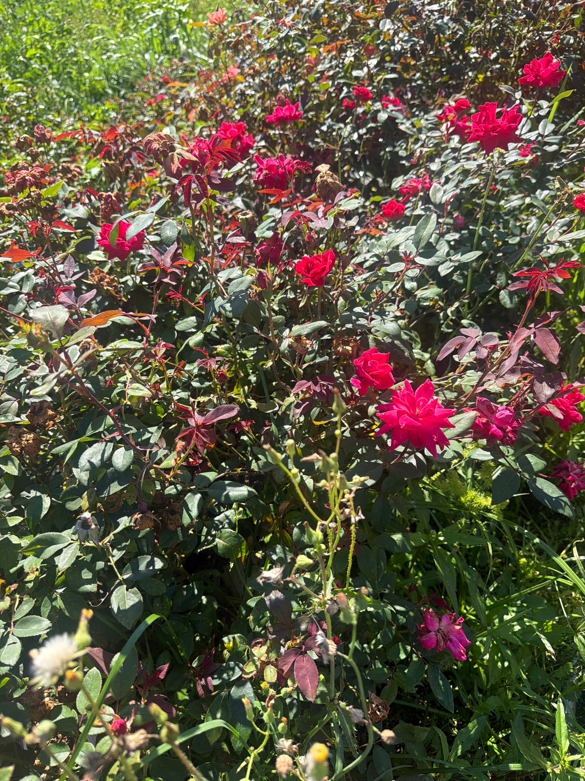 Knock Out® Double Red Rose