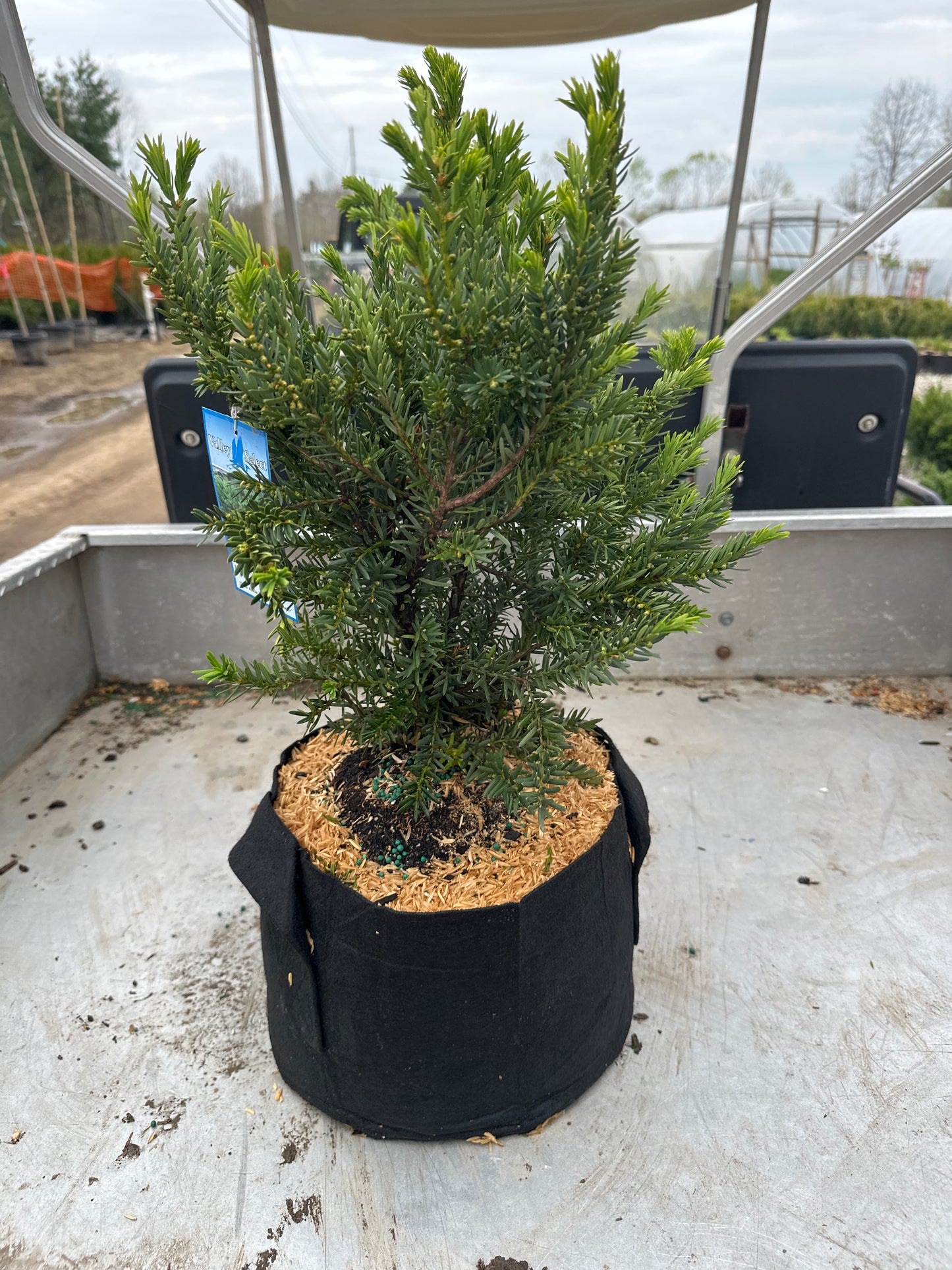 Dark-Green-Spreader-Yew-2