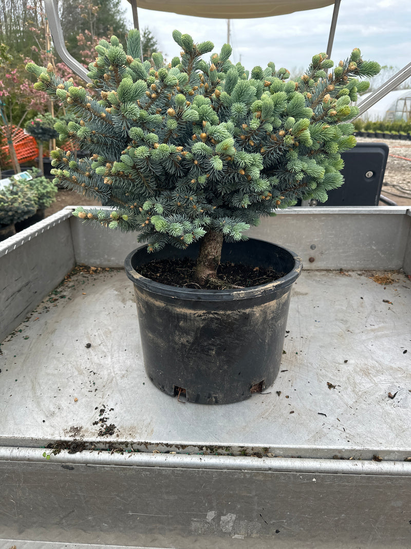Globe-Blue-Spruce