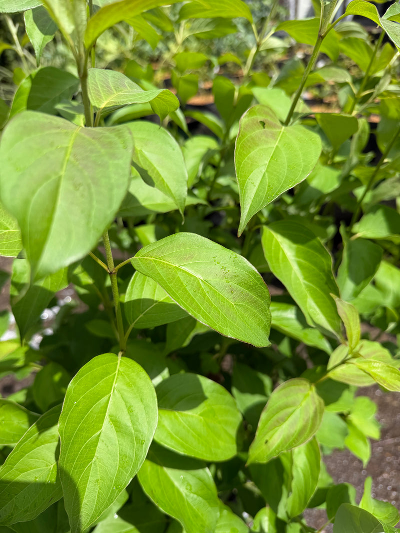 Gray Dogwood