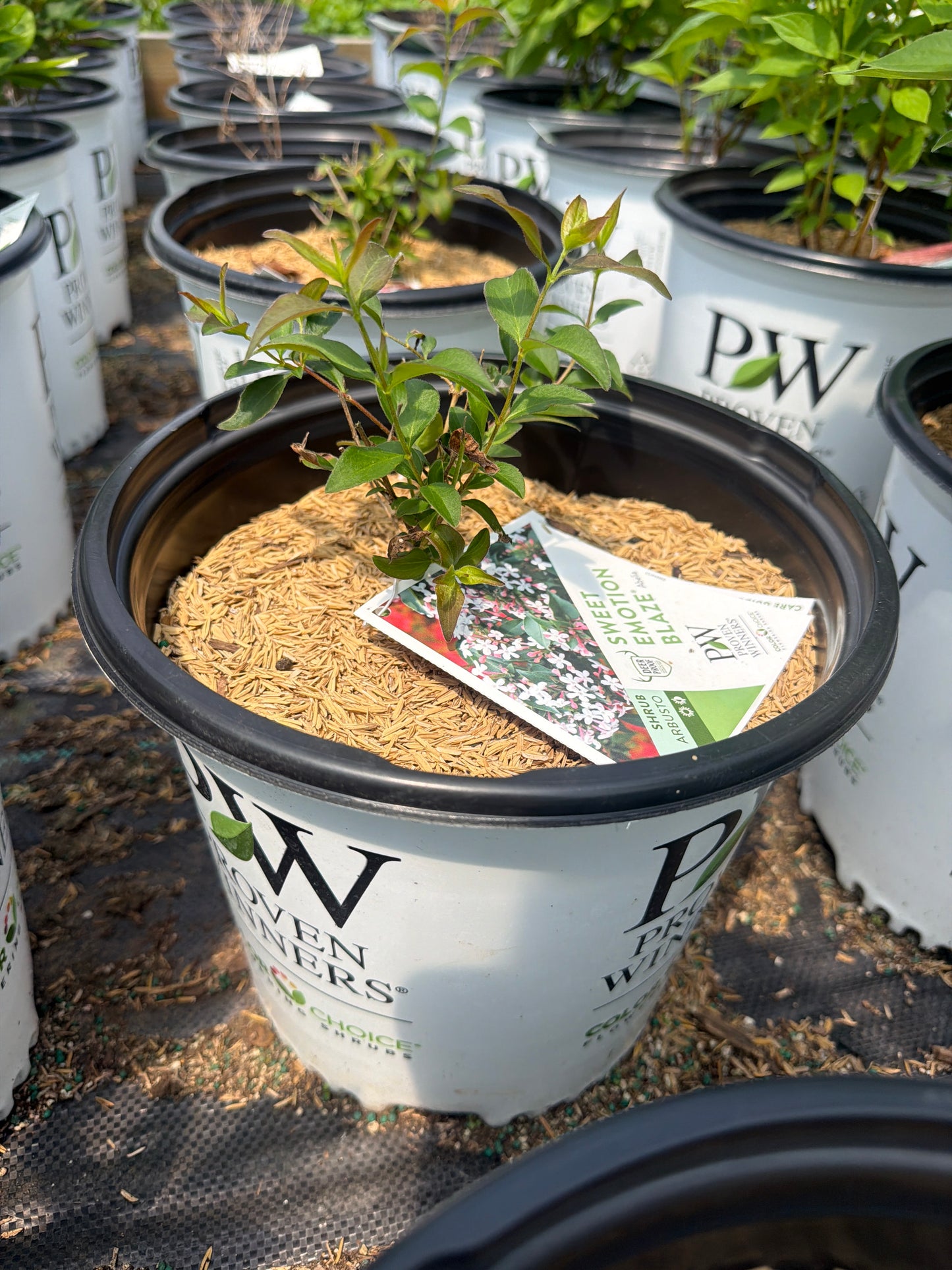 Sweet Emotion Blaze® Hardy Abelia