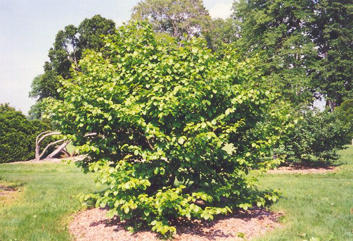 Common-Witch-Hazel