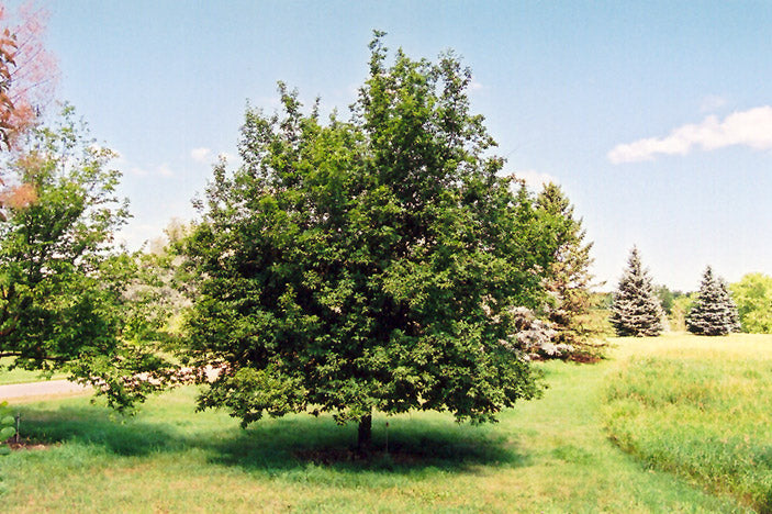 Eastern-Hophornbeam