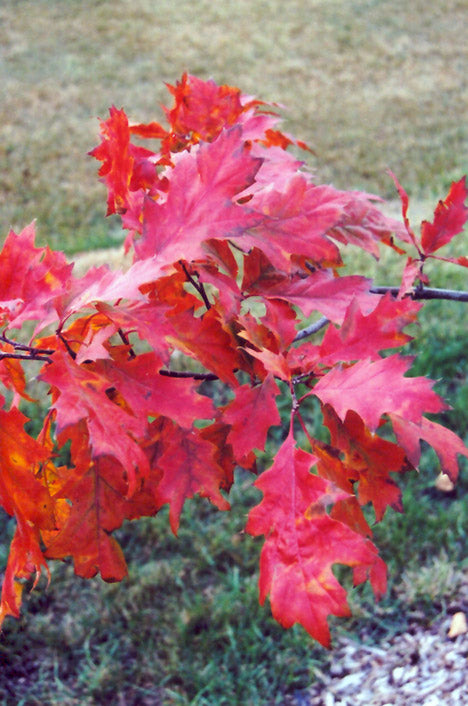 Northern Red Oak