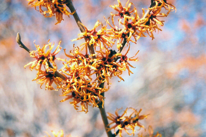 Vernal-Witchhazel
