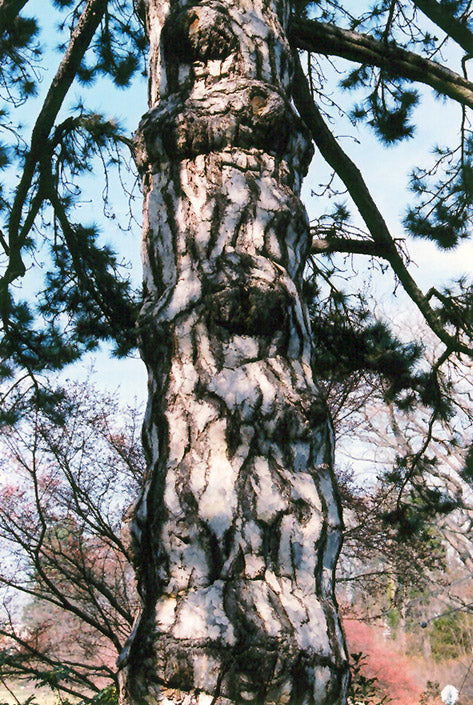 Austrian-Pine-2