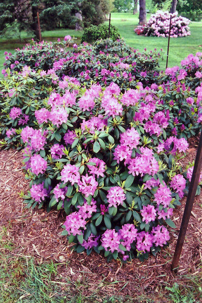 Roseum-Elegans-Rhododendron