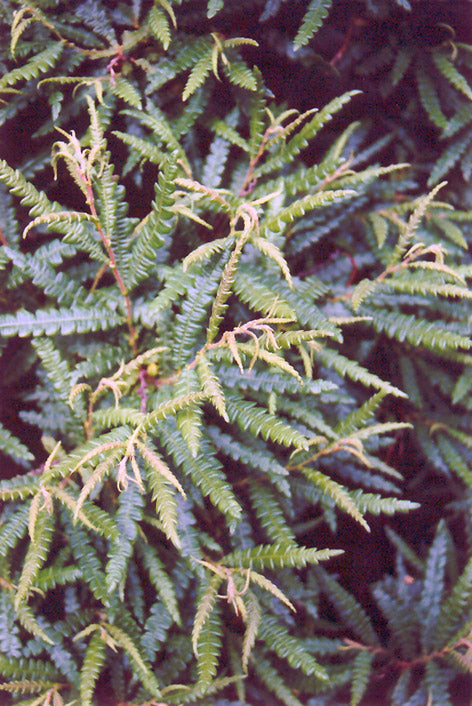 Sweetfern