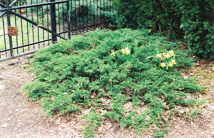 Green-Sargent-Juniper