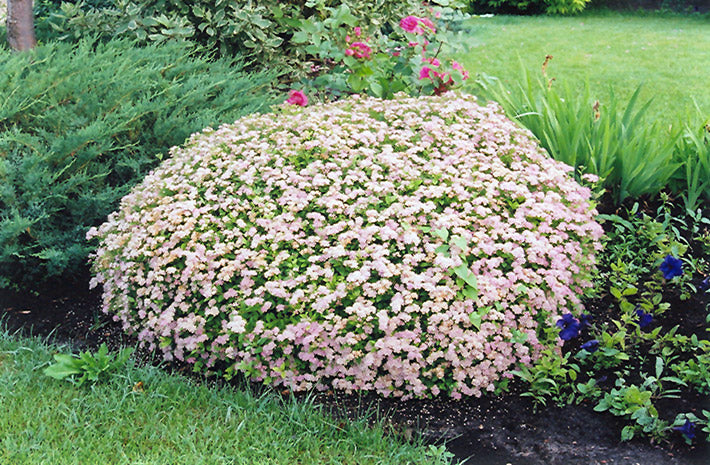 Little-Princess-Spirea-2