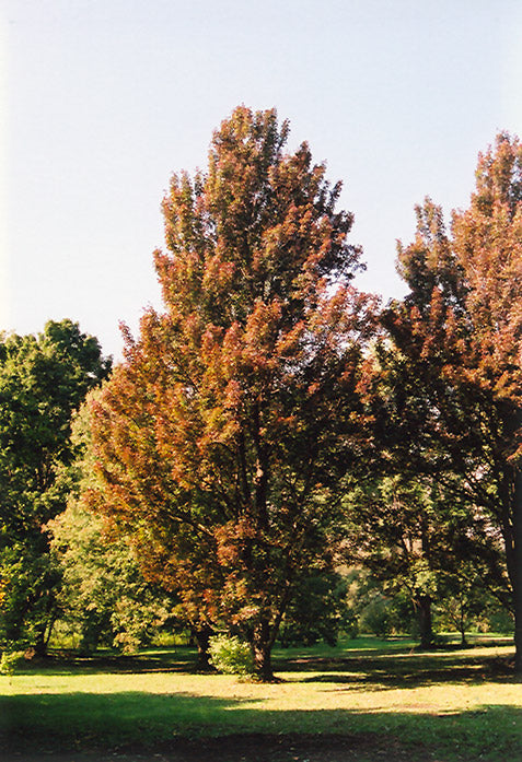 Columnar-Red-Maple
