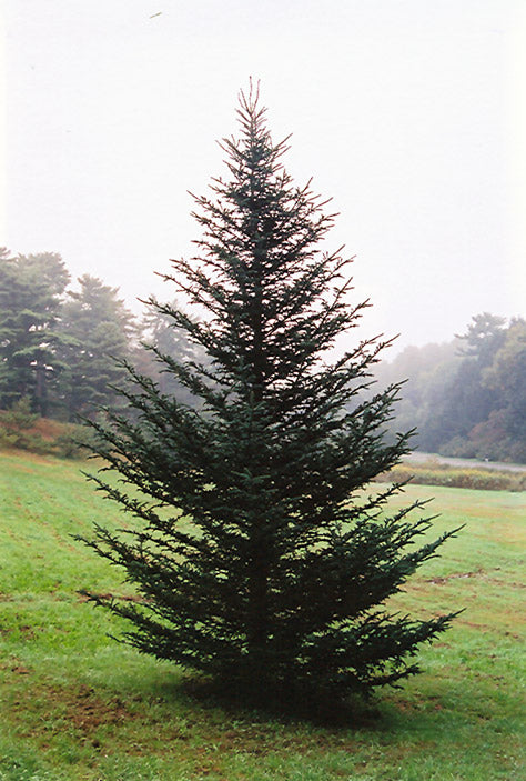 Fraser-Fir
