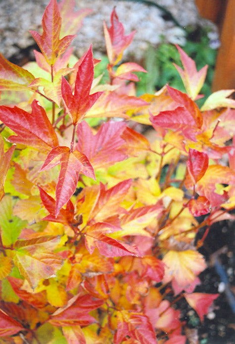 Compact-Highbush-Cranberry