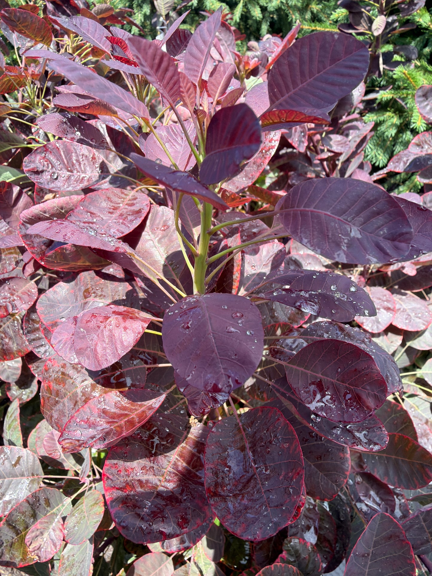 Velveteeny™ Smokebush