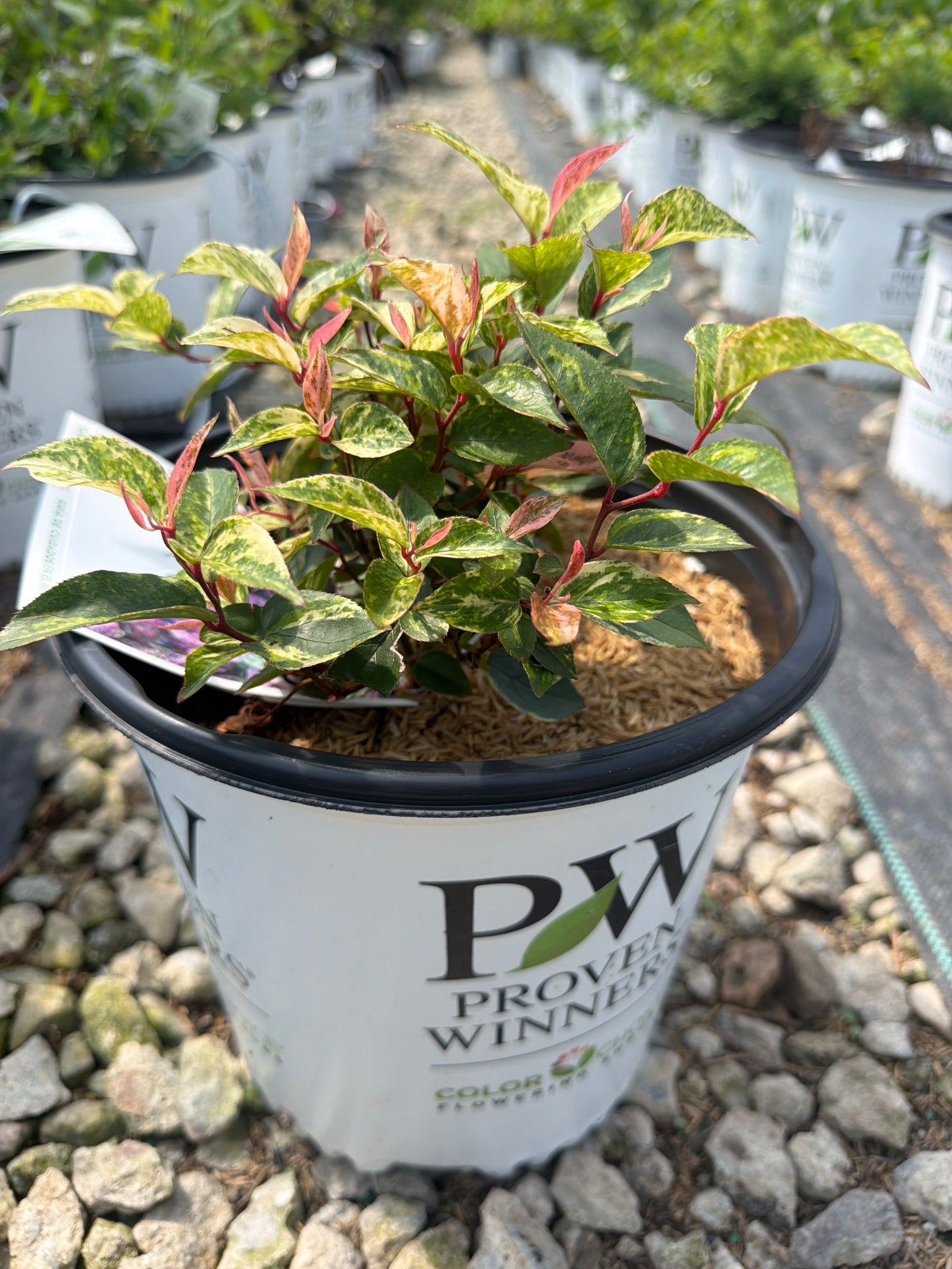 Paisley Pup® Leucothoe (Doghobble)