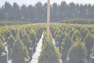 Green-Mountain-Boxwood-(pyramidal)