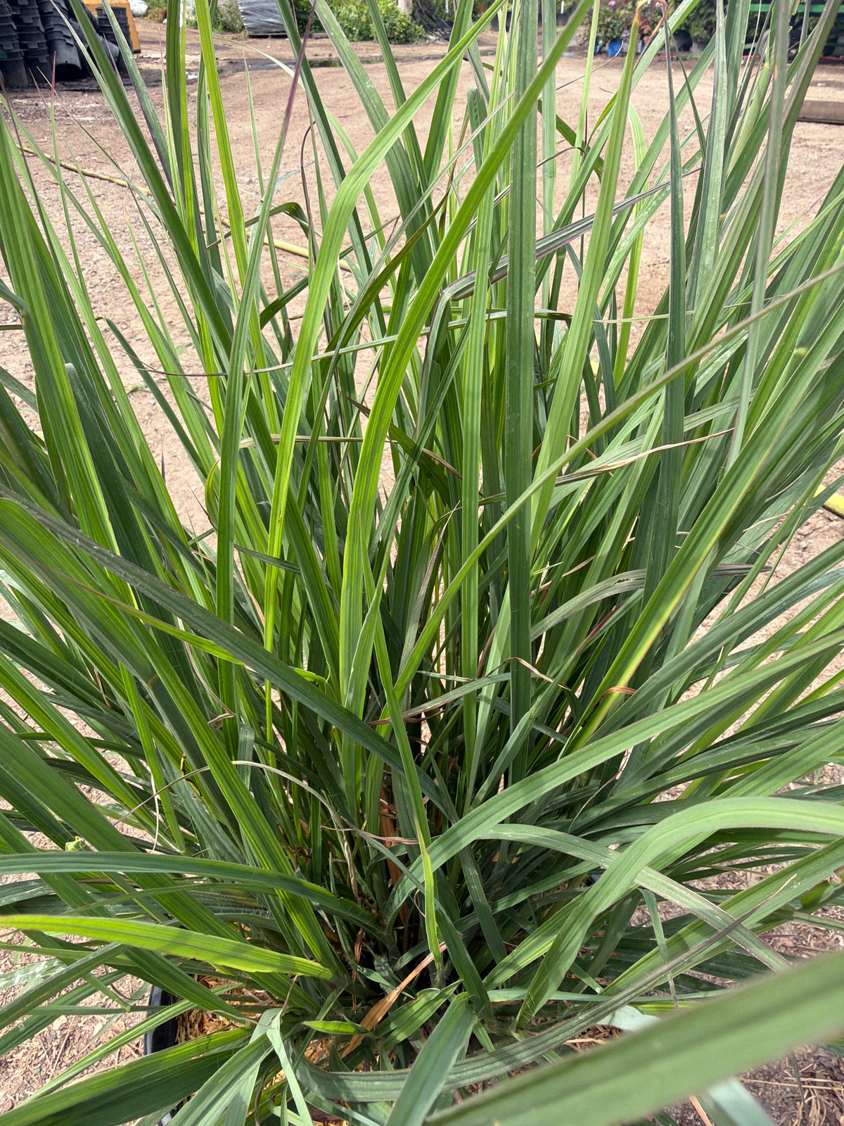 Red October Bluestem
