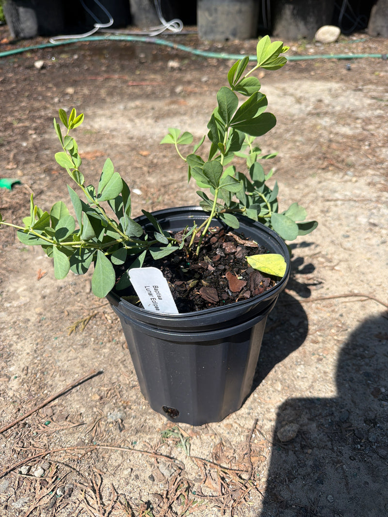 Lunar Eclipse® False Indigo (#2)
