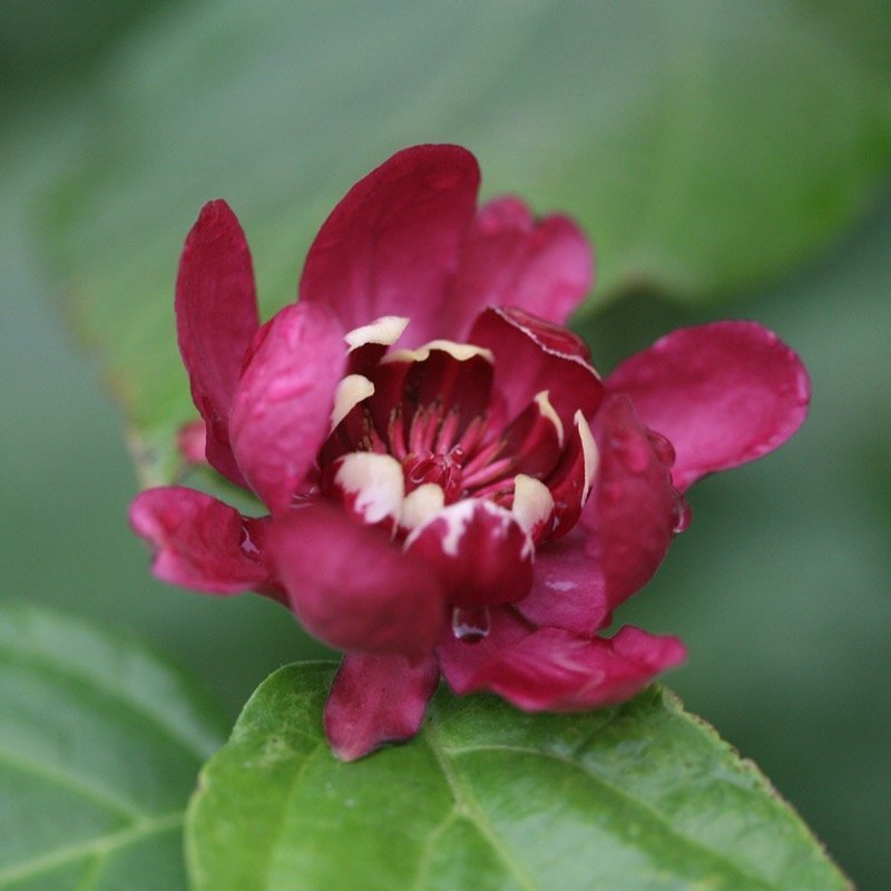Aphrodite Sweetshrub flower close-up
