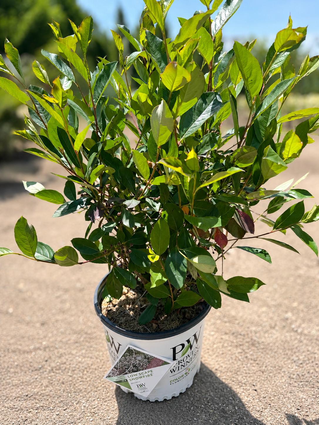 Low Scape Snowfire® Aronia