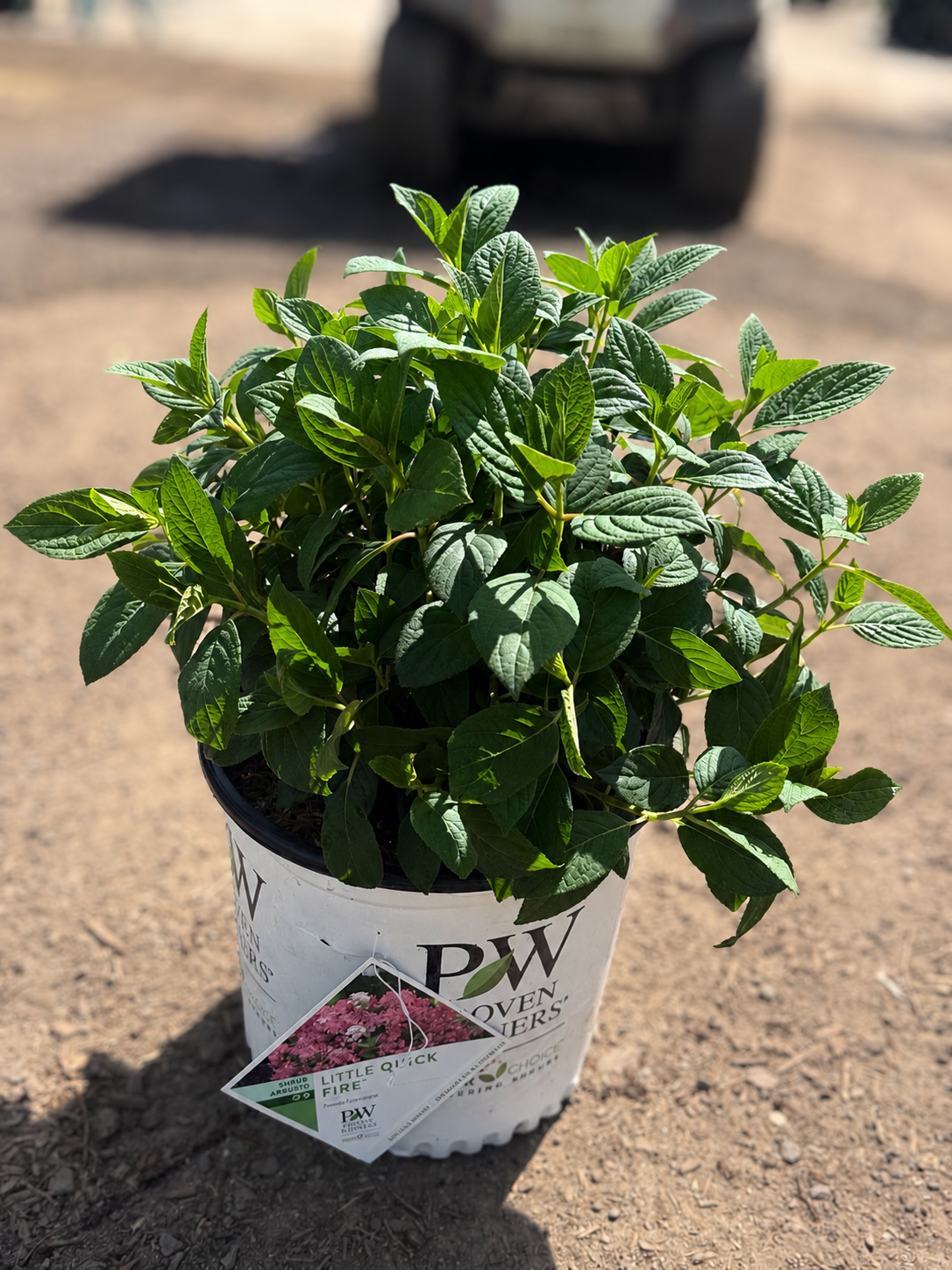 Little Quick Fire® Hydrangea