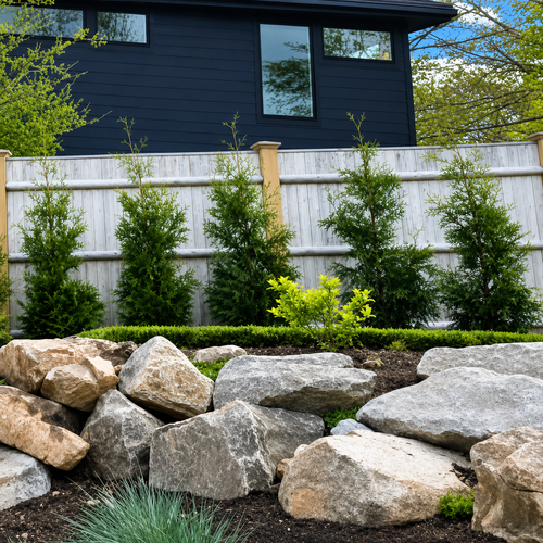American Pillar Arborvitae