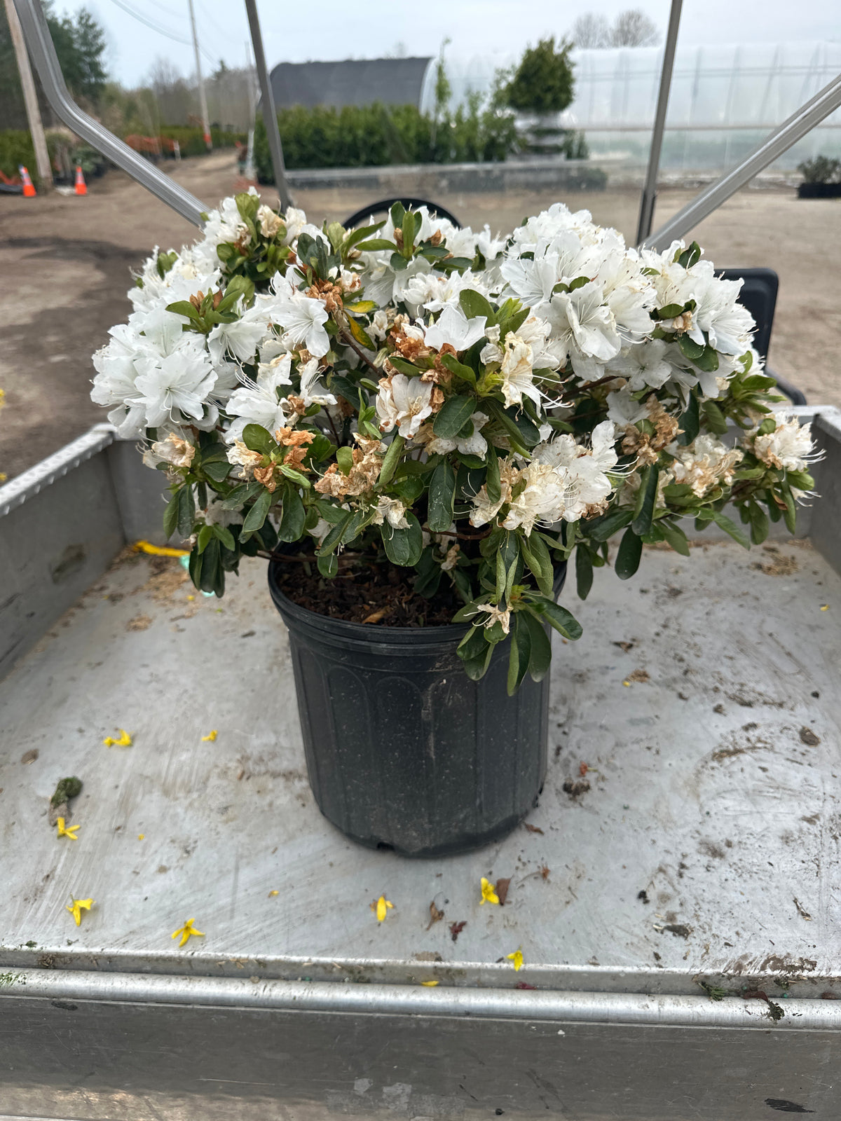 Delaware-Valley-White-Azalea-2