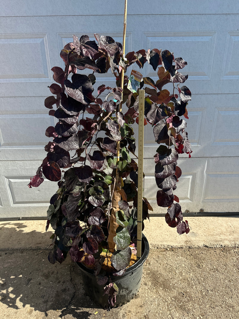 Ruby Falls Redbud