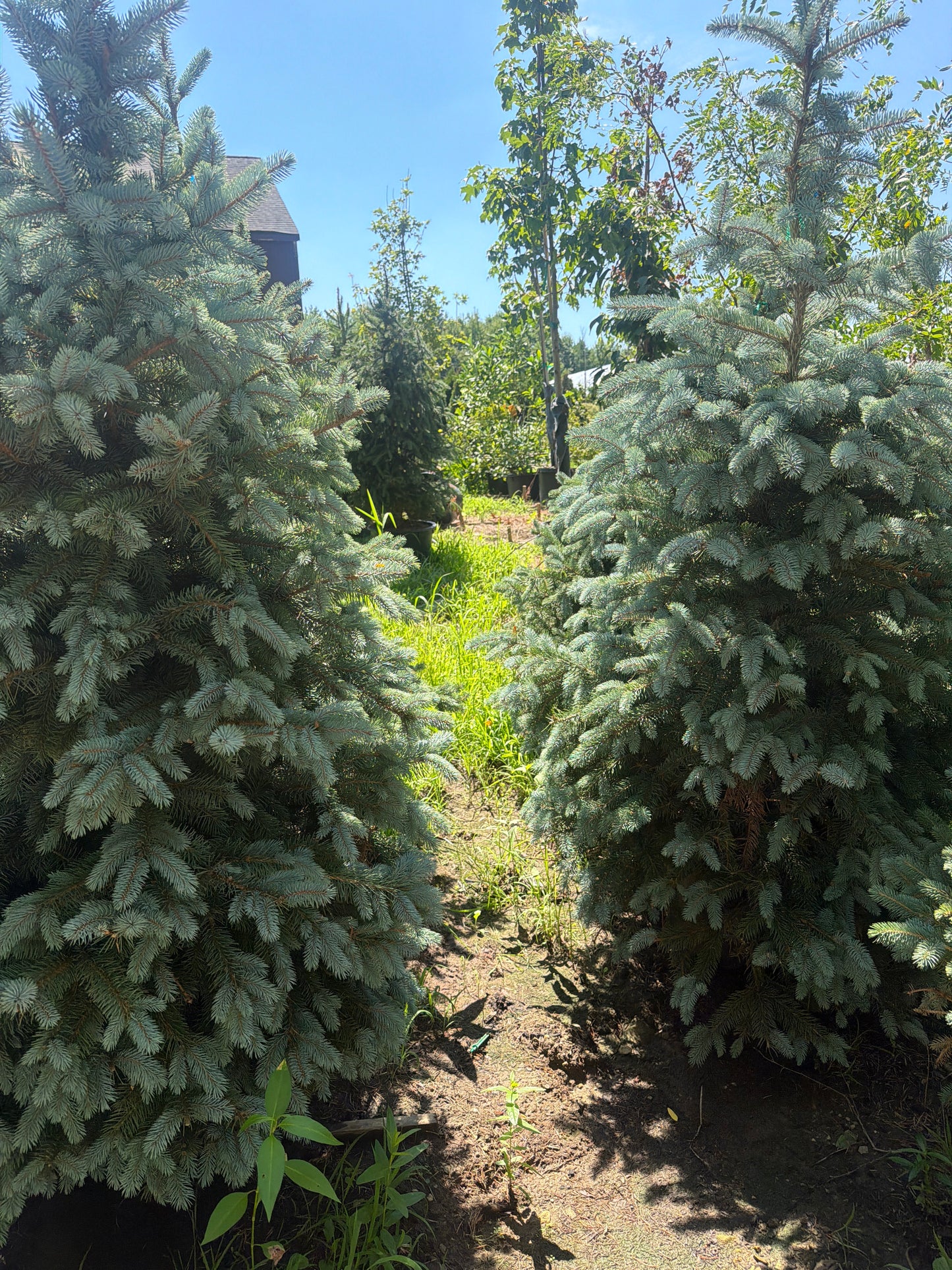 Baby Blue Colorado Spruce