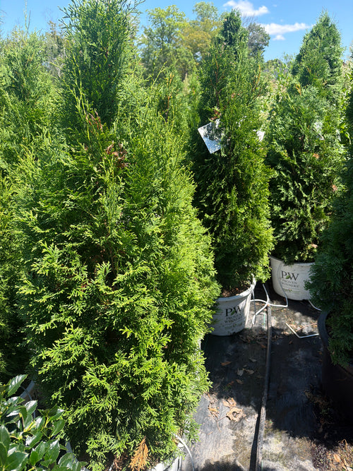 North Pole® Arborvitae