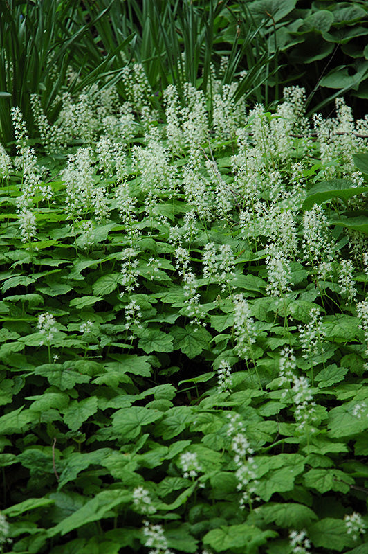Creeping Foamflower