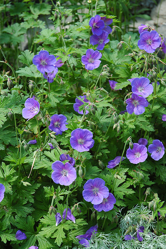 Johnson's-Blue-Cranesbill