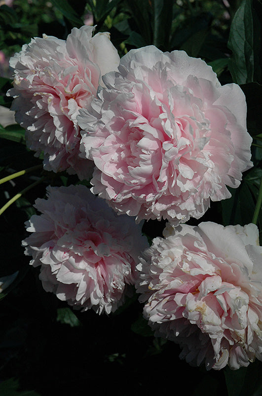 Sarah Bernhardt Peony (#2)