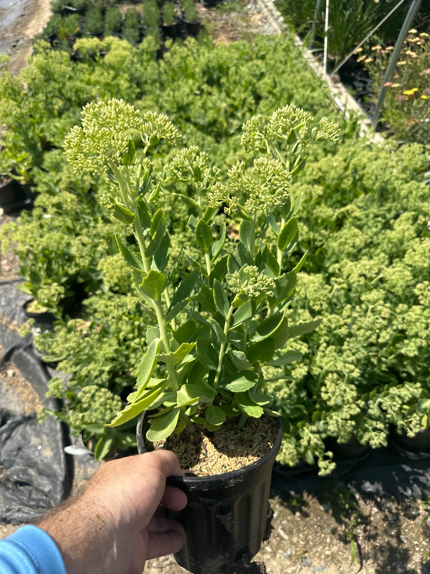 Autumn Joy Sedum (#1)