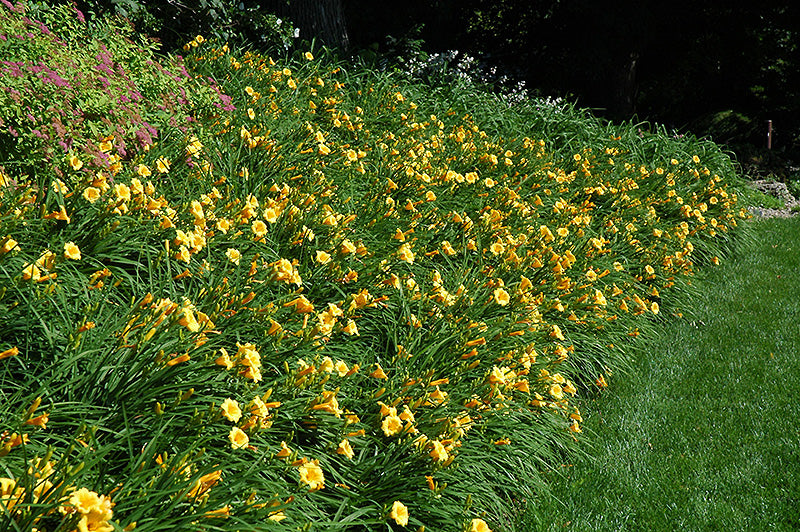 Happy Returns Daylily - #1 container
