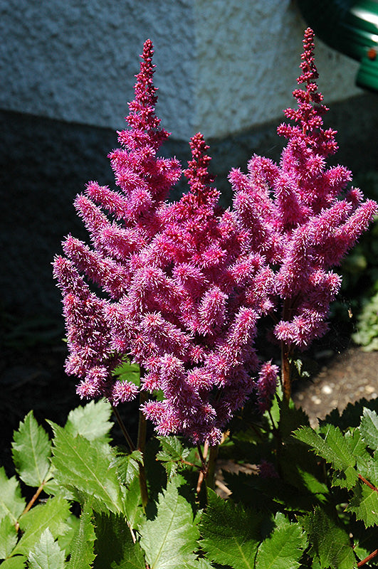 Visions-Astilbe-(#2)
