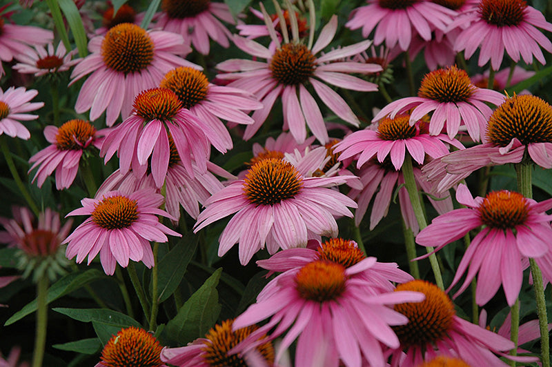 Magnus-Coneflower