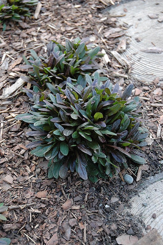Chocolate Chip Bugleweed (#1)